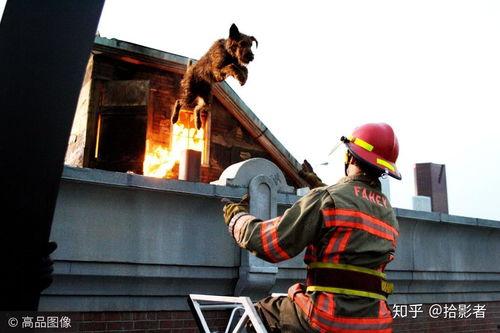 电影消防犬在线免费观看,英勇无畏，守护家园的温暖守护者