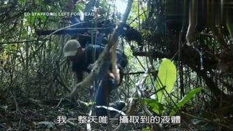 森林全集在线观看,在线观看，探索自然奥秘的奇幻之旅