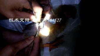 阉割视频,背后真相与伦理探讨
