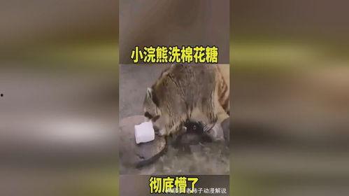 小浣熊洗棉花糖视频,萌趣互动，甜蜜瞬间